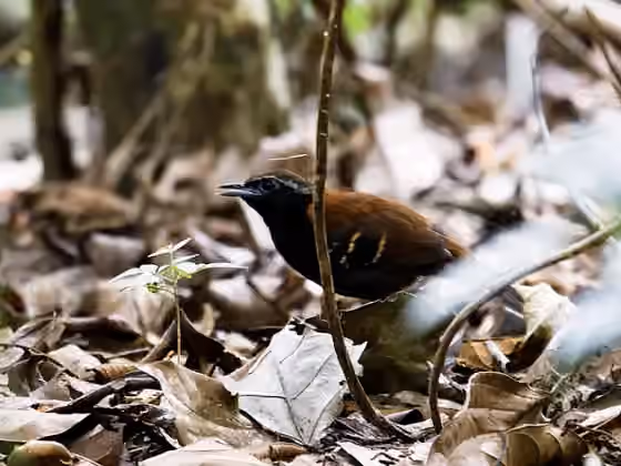 Dokumentasi Myrmoderus eowilsoni