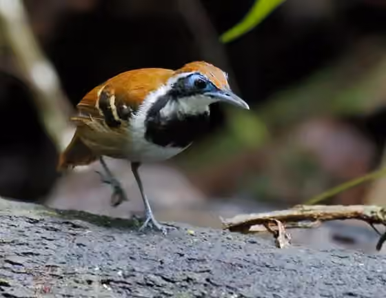 Dokumentasi Myrmoderus ferrugineus