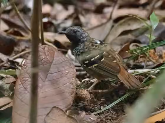Dokumentasi Myrmoderus ruficauda