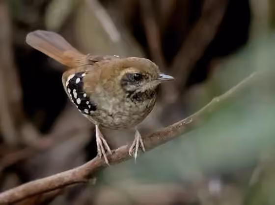 Dokumentasi Myrmoderus squamosus