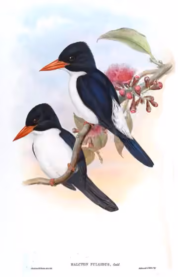 Ilustrasi Caridonax fulgidus