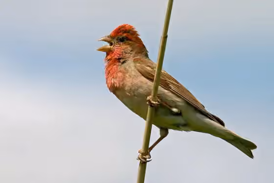 Dokumentasi Carpodacus erythrinus