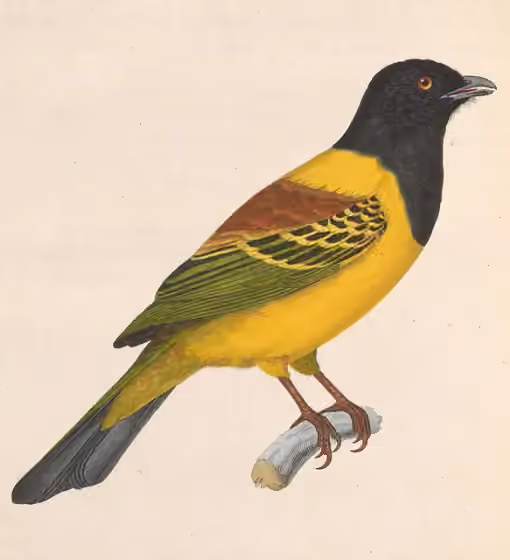 Ilustrasi Carpornis cucullata