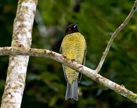 Dokumentasi Carpornis melanocephala