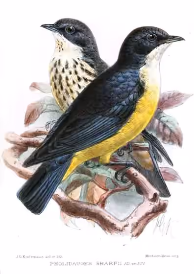 Ilustrasi Pholia sharpii
