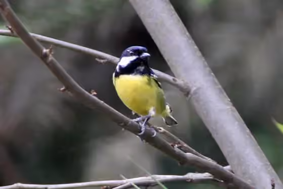 Dokumentasi Pardaliparus venustulus