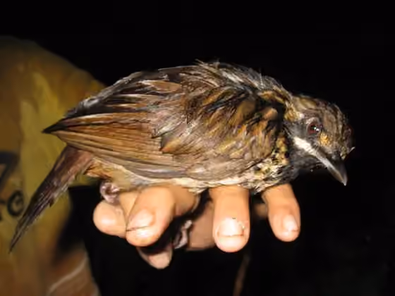 Dokumentasi Turdinus atrigularis