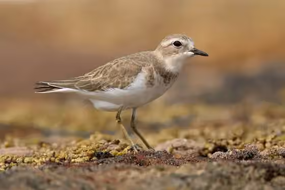 Dokumentasi Charadrius bicinctus
