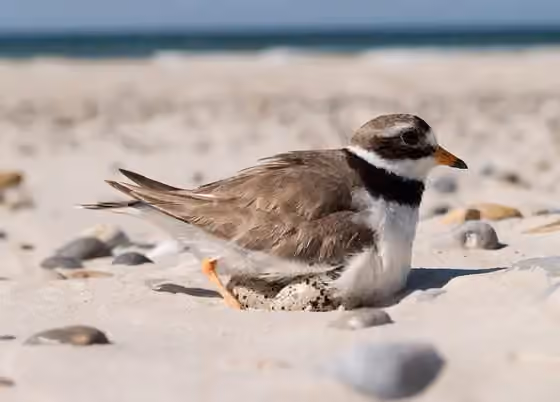 Dokumentasi Charadrius hiaticula