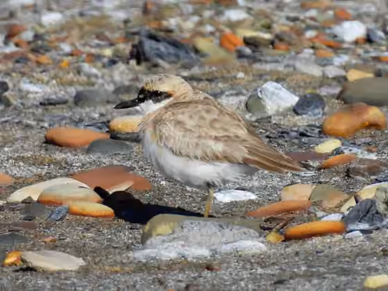 Dokumentasi Charadrius leschenaultii