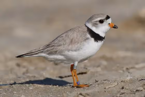 Dokumentasi Charadrius melodus