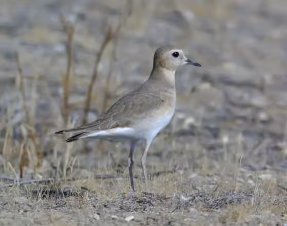 Dokumentasi Charadrius montanus