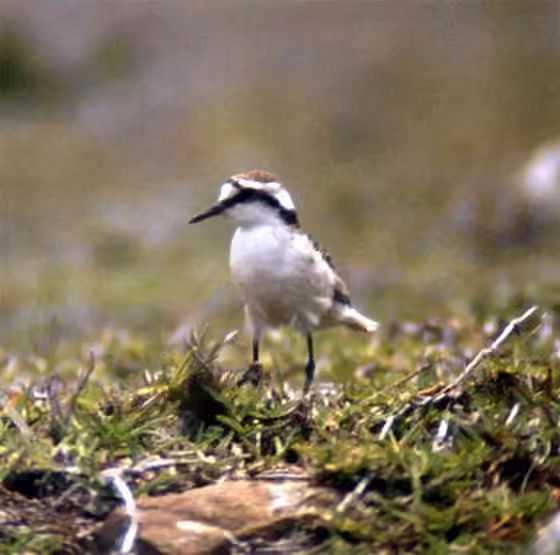 Dokumentasi Charadrius sanctaehelenae