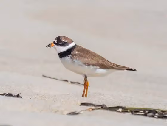 Dokumentasi Charadrius semipalmatus
