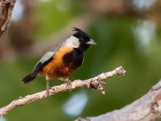 Dokumentasi Charitospiza eucosma