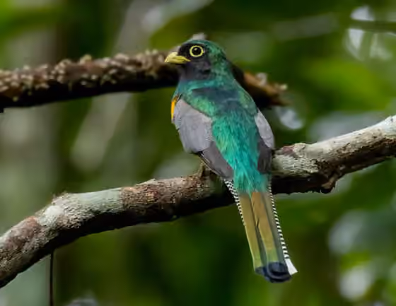 Dokumentasi Trogon rufus