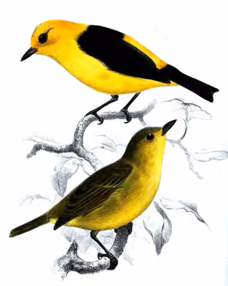 Ilustrasi Chrysothlypis chrysomelas