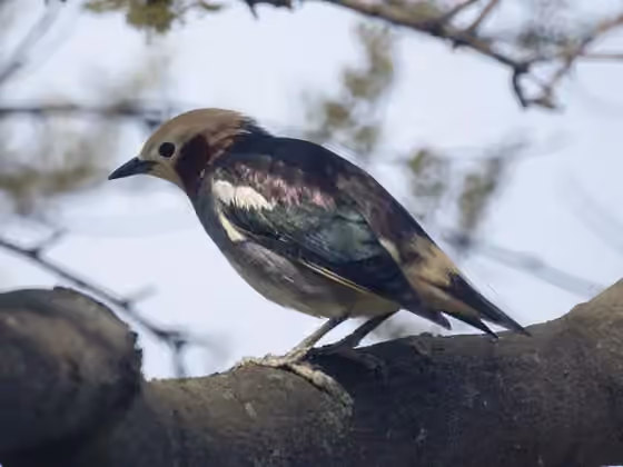 Dokumentasi Agropsar philippensis