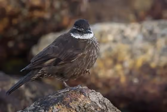 Dokumentasi Cinclodes nigrofumosus