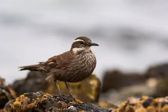 Dokumentasi Cinclodes patagonicus