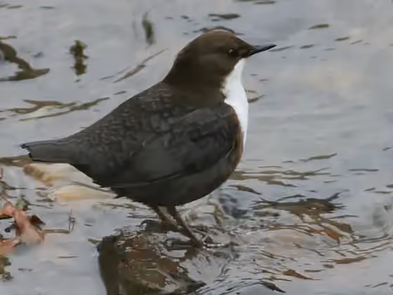 Dokumentasi Cinclus cinclus