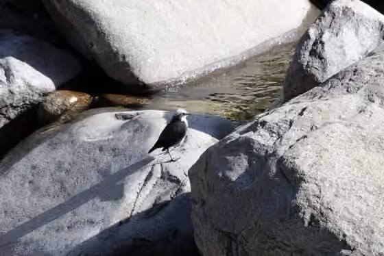Dokumentasi Cinclus leucocephalus