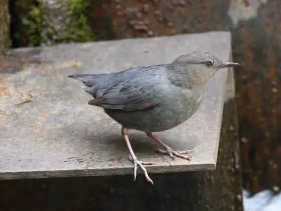 Dokumentasi Cinclus mexicanus