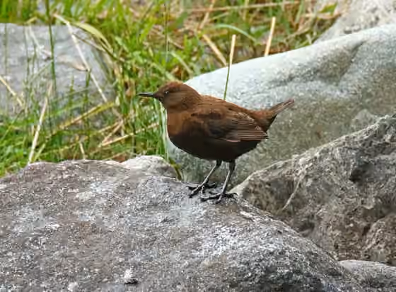 Dokumentasi Cinclus pallasii