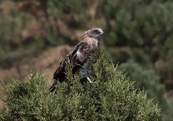Dokumentasi Circaetus gallicus