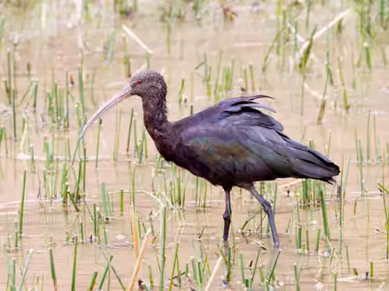 Dokumentasi Plegadis ridgwayi