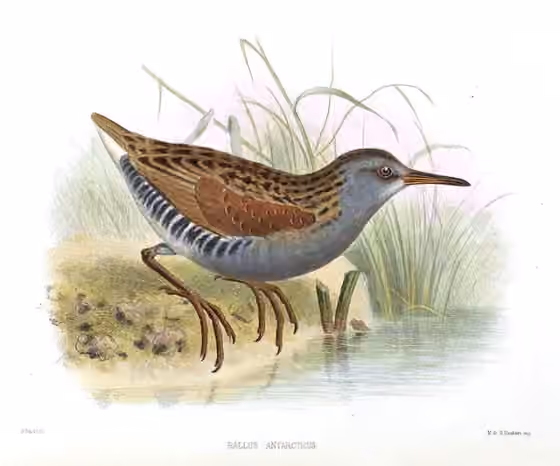 Ilustrasi Rallus antarcticus