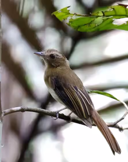 Dokumentasi Cnipodectes subbrunneus