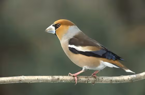 Dokumentasi Coccothraustes coccothraustes