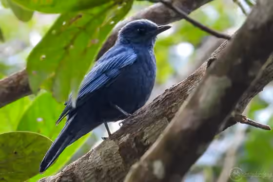 Dokumentasi Cochoa azurea