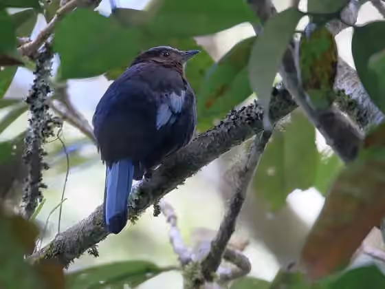 Dokumentasi Cochoa beccarii