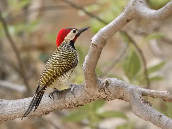 Dokumentasi Colaptes atricollis