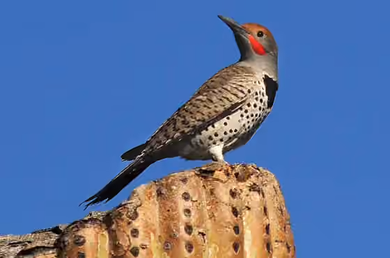 Dokumentasi Colaptes chrysoides