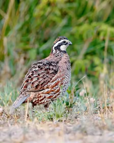 Dokumentasi Colinus virginianus