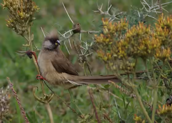 Dokumentasi Colius striatus