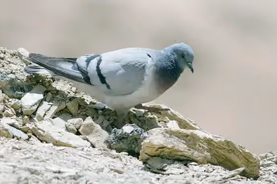 Dokumentasi Columba rupestris