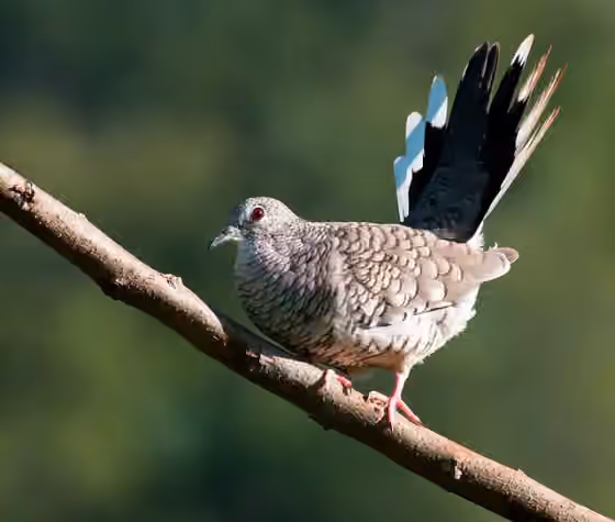 Dokumentasi Columbina squammata