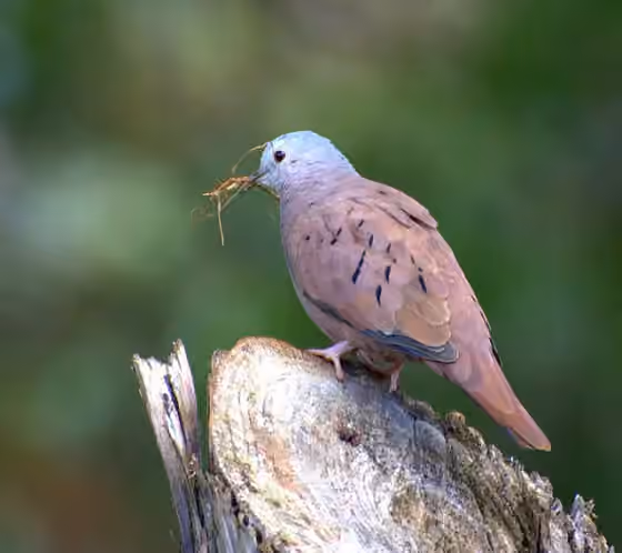 Dokumentasi Columbina talpacoti