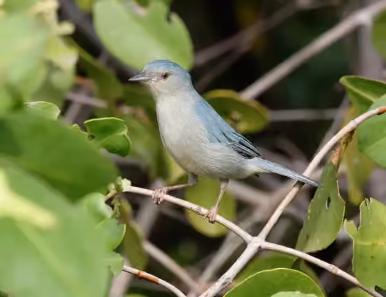 Dokumentasi Conirostrum bicolor