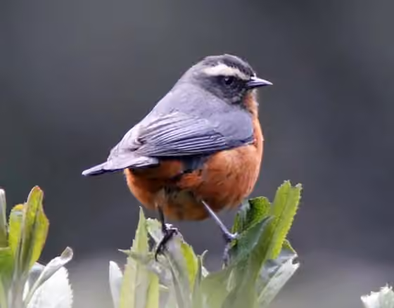 Dokumentasi Conirostrum ferrugineiventre
