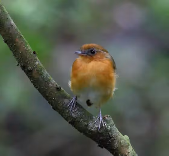 Dokumentasi Conopophaga cearae