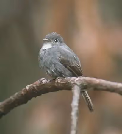 Dokumentasi Contopus albogularis