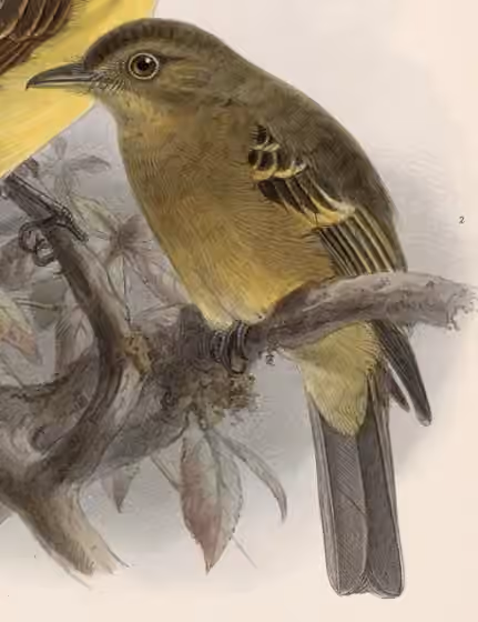 Ilustrasi Contopus ochraceus