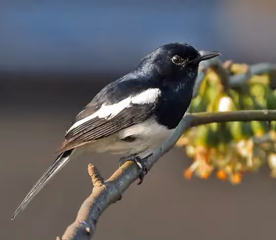 Dokumentasi Copsychus saularis