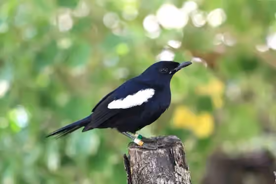 Dokumentasi Copsychus sechellarum