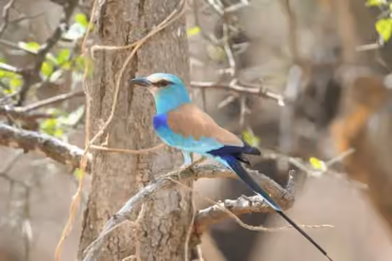 Dokumentasi Coracias abyssinicus